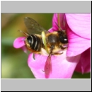 Megachile ericetorum - Blattschneiderbiene w04c 10mm Sandgrube Niedringhaussee.jpg